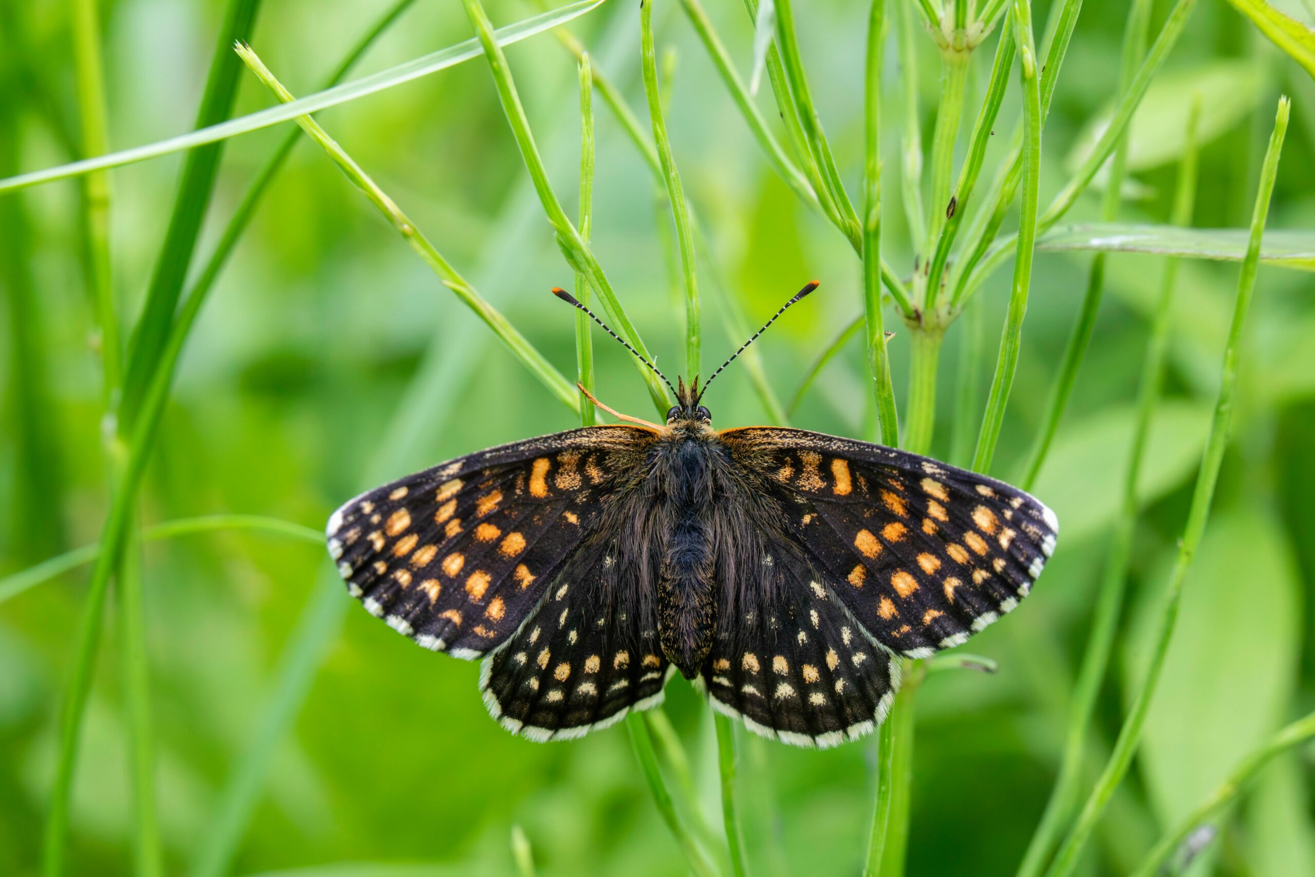 The Quiet Art of Naturally Improving Dental Health