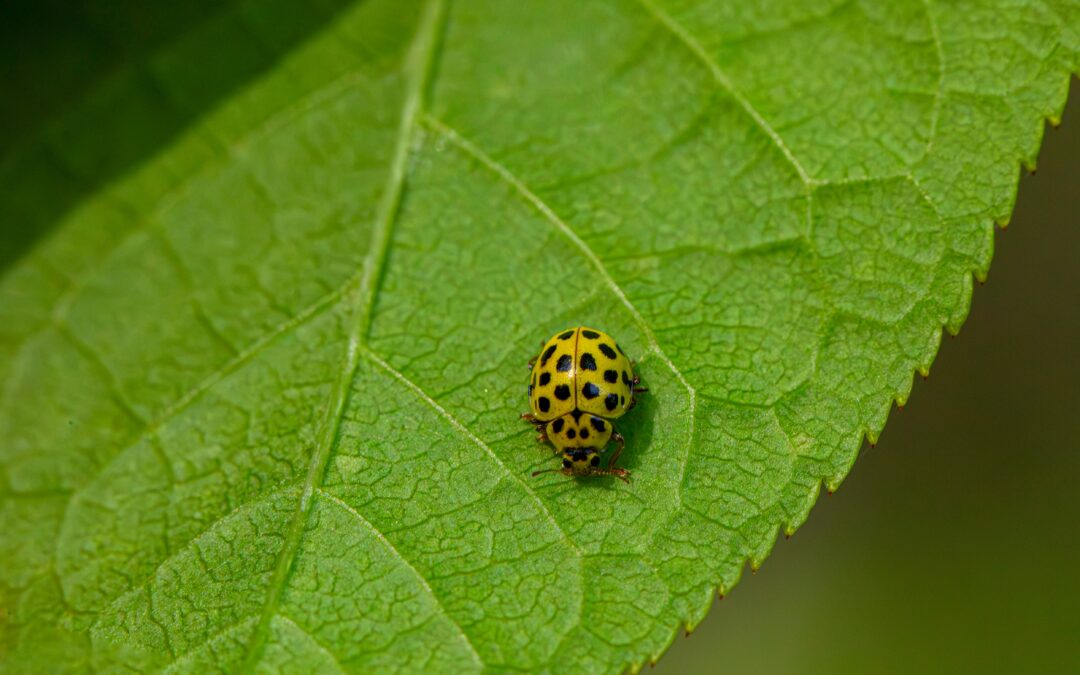 The Hidden Power of Vitamin B6 for the Brain