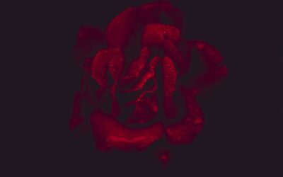 The Hidden Strength: Alpha GPC Benefits for Men