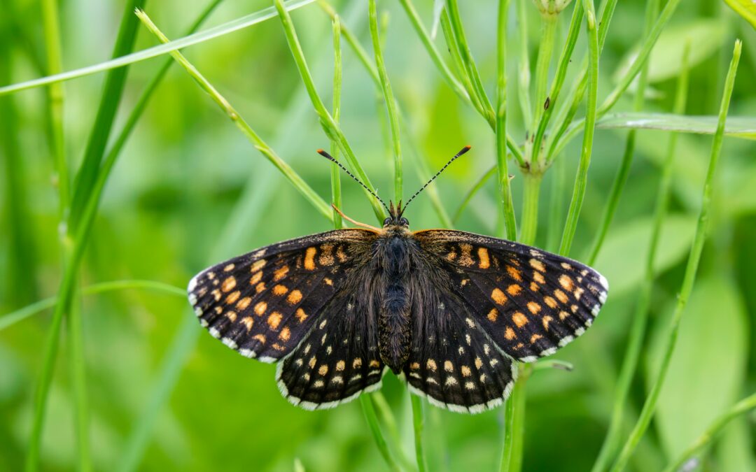 The Quiet Art of Naturally Improving Dental Health